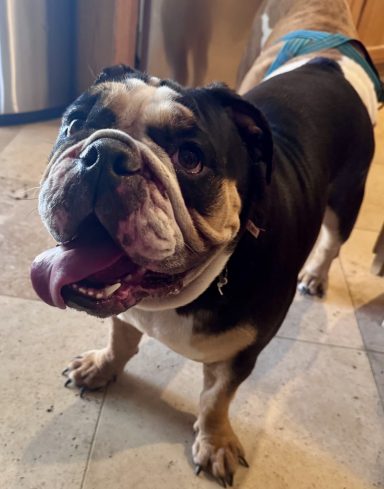 Congratulations Queen! found forever home