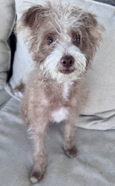 Congratulations Poppy!