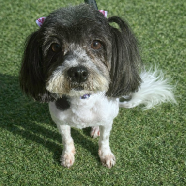 Congratulations Mia! found forever home