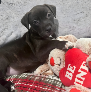 Congratulations Harlow! found forever home