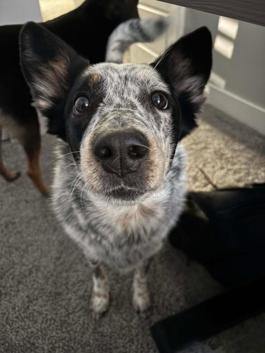 Congratulations Alfred! found forever home