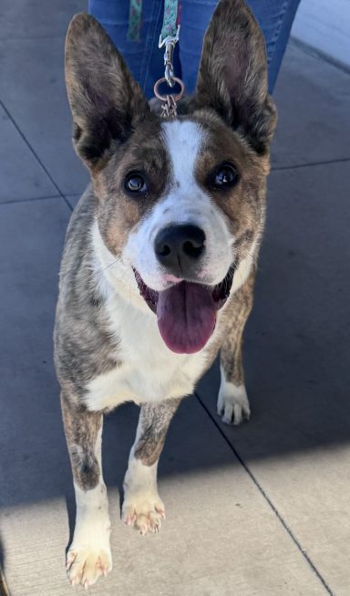 Congratulations Leap! found forever home