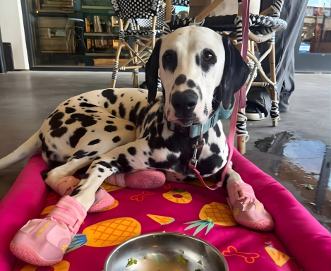 Congratulations Winter! found forever home